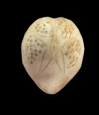 sea shell Breynia elegans 123.7mm Sea urchin