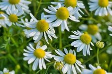 6,500 Organic German Chamomile Seeds - Matricaria chamomilla Calming Herbal Tea