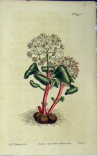 Old Antique Print 1812 Hand Coloured Flower Curtis Edwards Sansom N.1472 19th