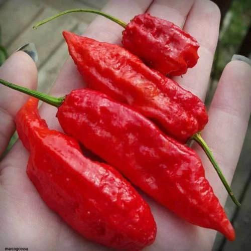 BHUT JOLOKIA RED Chili, 25 Samen + GRATIS