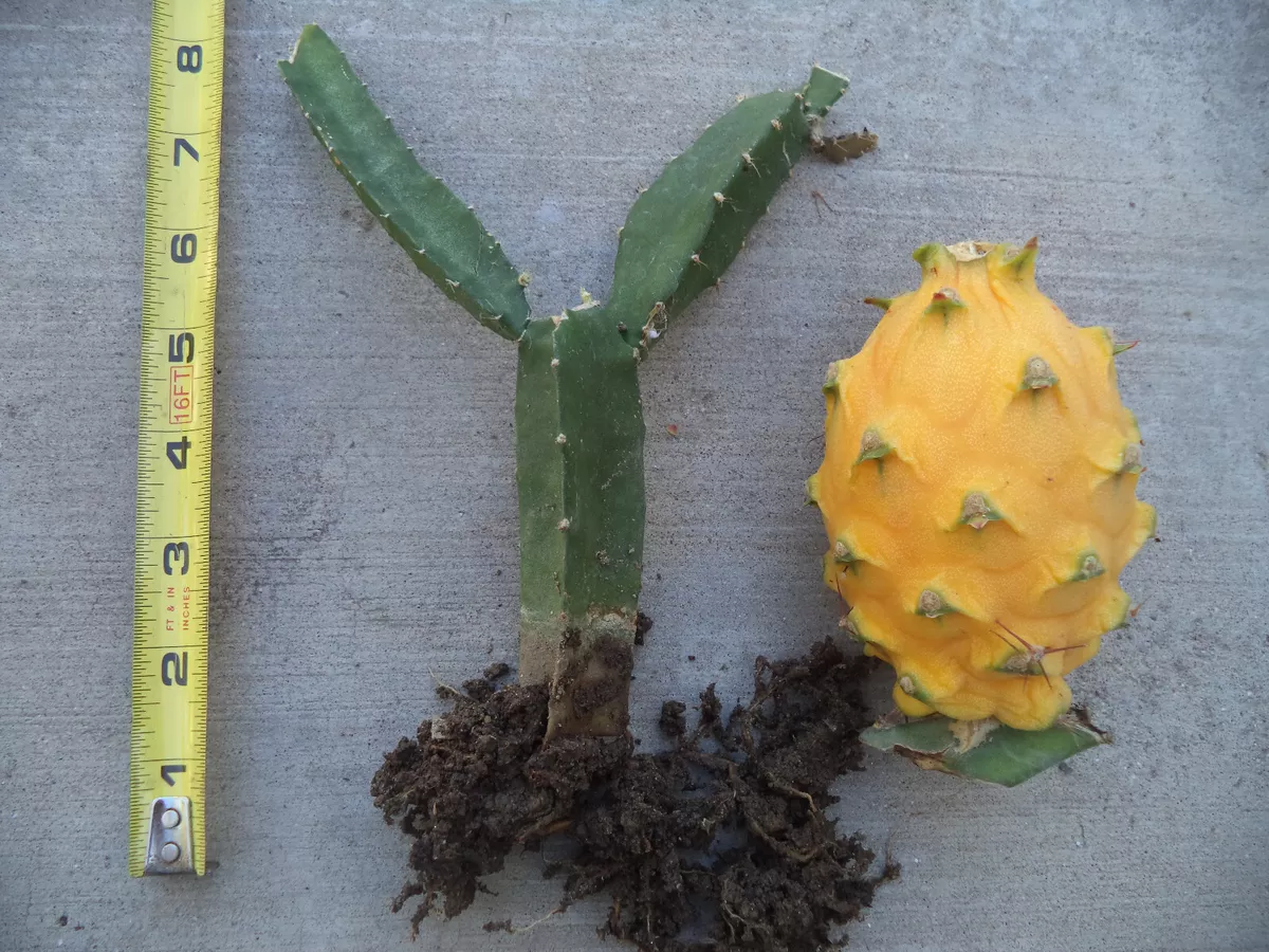 Dragon Fruit Plant Yellow Variety