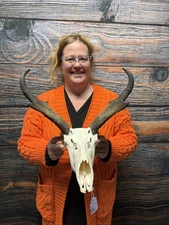 Pronghorn Antelope Skull Animal Mount Cabin Western Yard Decor Head Art Craft