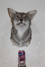 Coyote Head Mount Taxidermy Whitetail Deer Antler Mule Hunt