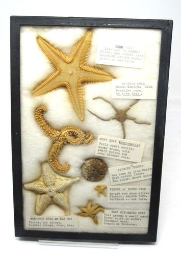 Rare Antique Starfish Collection Display Identified Nautical Decor NICE
