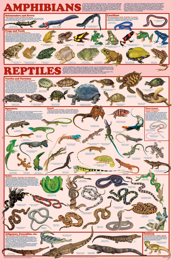 Frogs Difference Reptile Amphibian What Are The Difference Between
