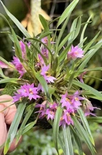 Dendrobium Standing Ovation miniature warm-growing orchid PNG hybrid