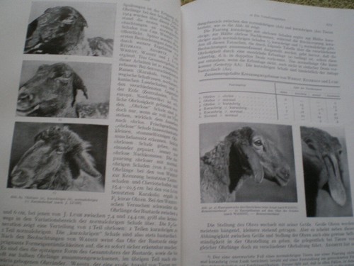 Schafe - Handbuch der Schafzucht und Schafhaltung Die Zucht des Schafes von 1944 - Imagen 8 de 8