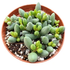 Adromischus oviforme Succulent Plant
