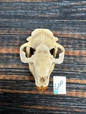 Real XL Beaver Skull Animal Mount unique Teacher Educational Odd Yard Art Decor