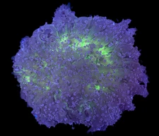 WYSIWYG Large Rainbow Frogspawn Wall Coral – Live LPS Euphyllia Aquarium