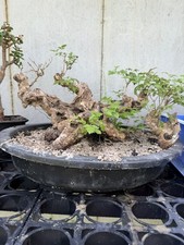 Vitex negundo (A living bonsai will sprout new buds when placed indoors)