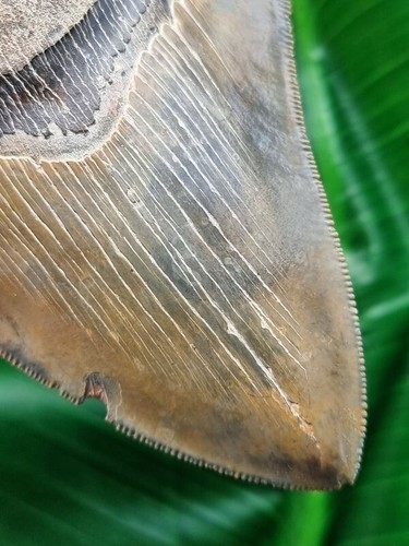 Dente sfaccettato e affilato del megalodonte grande 12,2 cm - squalo dente di squalo fossile - Foto 9 di 9