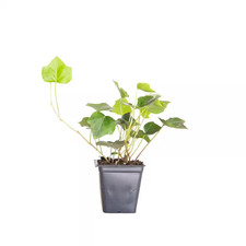 English Ivy 3 1/4 In. Pots 18-Pack - Live Groundcover Vine