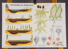 Poster Mural Vintage Wall Chart Print Formation of a Raised Bog Upland Moor