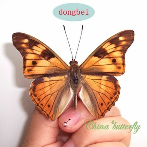 COLLECTION PAIR unmounted butterfly nymphalidae chitoria ulupi CHINA A1- - Bild 3 von 3