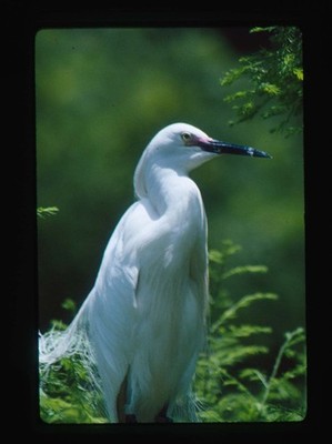 Kodachrome White Egret Close Portrait In Greenery James Hammack