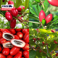 35+Tropical Miracle Berry Fruit Seed for Planting Outdoor-Edible Berries Plant Y