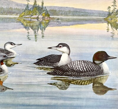 Common Loon And Red Throated 1955 Plate Print Birds Of America Nature Art DWEE31