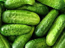 50 Wisconsin SMR58 Pickling Cucumber Seeds | Organic Vegetable Cuke Bush Seeds