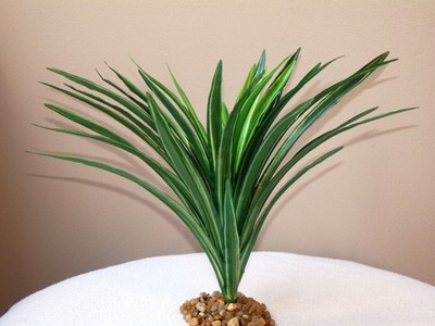 7-8'' Medium DARK Green Striped DRAGON Dracaena Soft Betta-safe plant, stone base