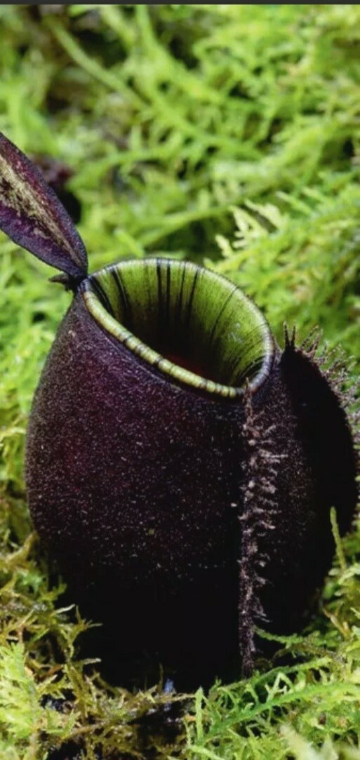 Nepenthes Ampullaria Black Miracle X ✨️ Tropical Pitcher Plant