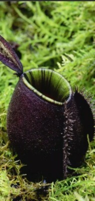#ad Nepenthes Ampullaria Black Miracle X 🌟 Tropical Pitcher Plant 🌱 Fresh Seeds 🌟 $19.00