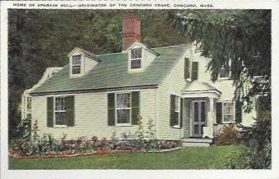 Vintage 1940 Concord Grape House Postcard Home of Ephraim Hull