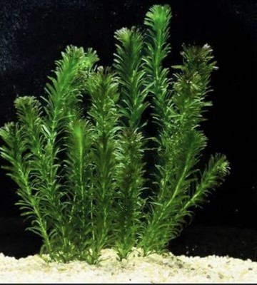   Anacharis Elodea Egeria Densa 10 Stems Live Aquarium Pond Plants   