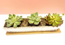 Long Rectangle Succulent Planter Pot, one Set of 10.9 inch White Ceramic Cont...