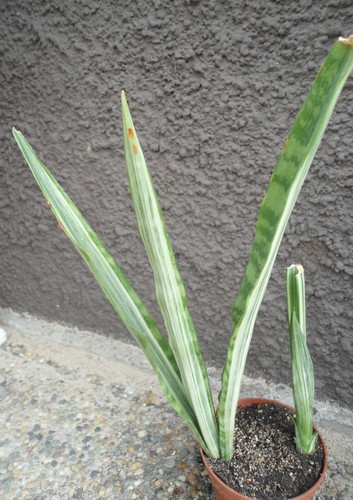 Sansevieria trifasciata Bantels Sensation Mutation (Mutterpflanze mit Ausläufer) - Bild 4 von 12