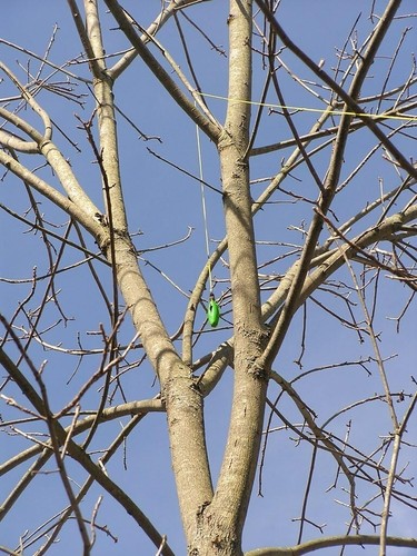 2-Pack Arborist Slingshot Launcher Weight Bags - Bright Green 12oz & 16oz Durabl - Picture 6 of 6