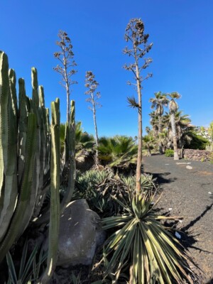 Agave americana 20 SAMEN Hundertjhrige Agave blhende Sukkulente | eBay.de
