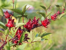 Roselle Seeds - Asian Sour Leaf Hibiscus - 1.gram