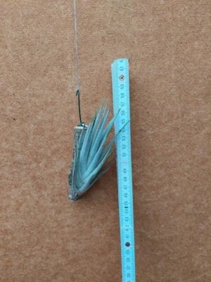 TILLANDSIE Tillandsia mitlaensis, aufgebunden