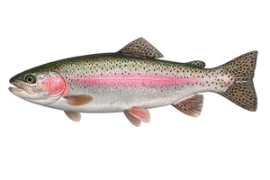 Rainbow Trout Fish Self Adhesive Vinyl Sticker