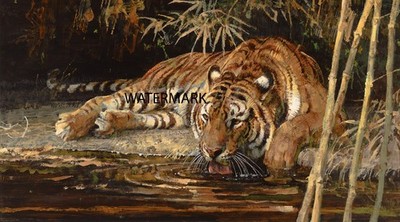 Bob Kuhn - Drinking Bengal Tiger  Big Game Hunting - 17x30 Print REPRODUCTION