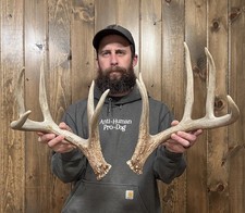 Dark Tall 164 Whitetail Shed 10pt Antler Horn Deer Mount Taxidermy