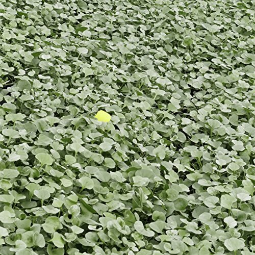 Dichondra Repens Grass Seed Ground Cover Plant with Circular & Green Leaves  1lbs | eBay