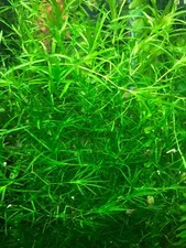 6 Live Guppy Grass Floating Aquarium Plant Stems