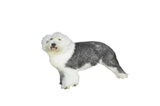 BrownTrout Old English Sheepdogs 2026 16-Month Wall Calendar Dogs Photos Gift