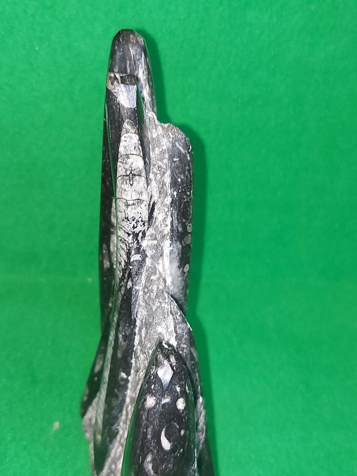 Freestanding 7.25" Tall Orthoceras Fossil Tower Sculpture weight 0