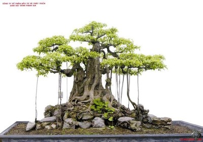 BANSAI STRANGLER FIG - Banyan Tree - FICUS BENGHALENSIS - 25+ Fresh Seeds |  eBay.de