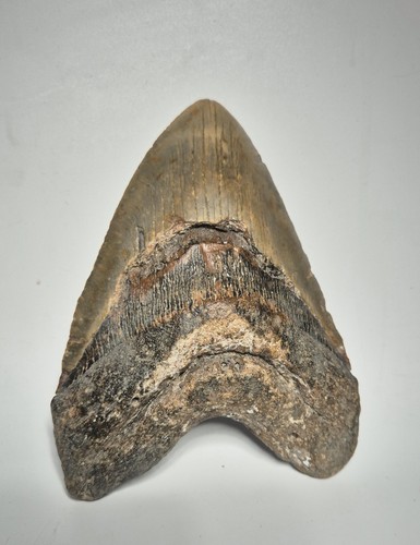 Solid Shark Tooth Megalodon USA Collection Clearance Over 14cm Edge Length 1120