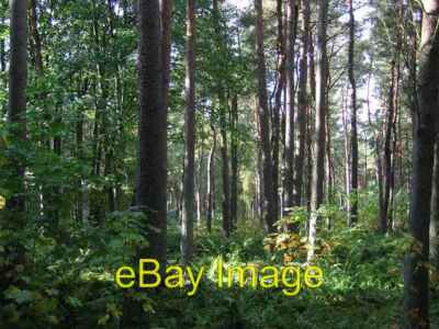 Foto 6x4 Tentsmuir Wald, Kinshaldy. Leuchars The slack land / links beh c2005