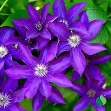 Clematis President in 1 ltr Pot -  Perennial Climbing Plant , FREE DELIVERY !