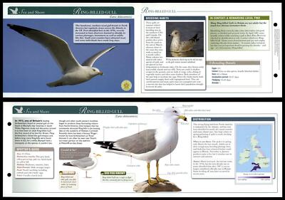 Ring-Billed Gull - Sea & Shore - Birds Of Britain Atlas Editions Fold Out Card