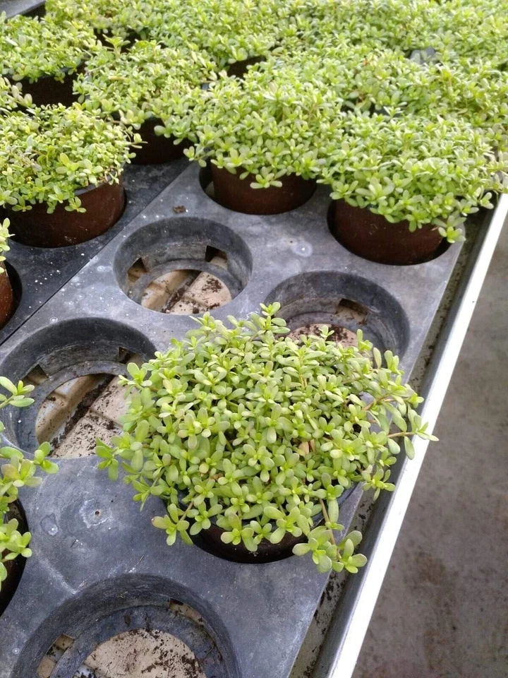 3x Brahmi Pflanze 9cm Topf Waterhyssop Bacopa Monnieri Plant Rau Dang