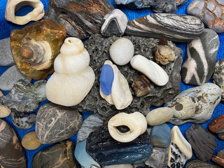 Roker Beach Curiosity Collection Sea Glass Shells Fossils & Geological Finds