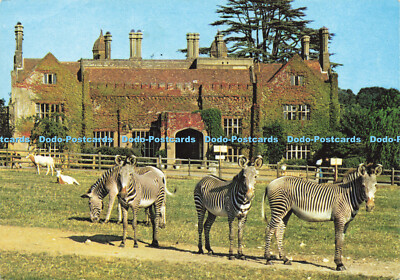 D189293 Hampshire. Marwell Hall. mit Grevy Zebra und Scimitar Horned Oryx withi