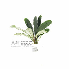 Bucephalandra Melawi Fine Edge Buce Aquarium Plants Factory